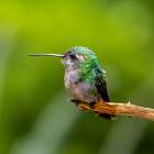 A broad-billed humming bird perched. Art Print